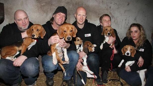 dutch_activists_sentenced_stealing_beagles.jpg