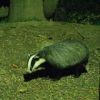 Woman charged over firearm incident in UK badger cull
